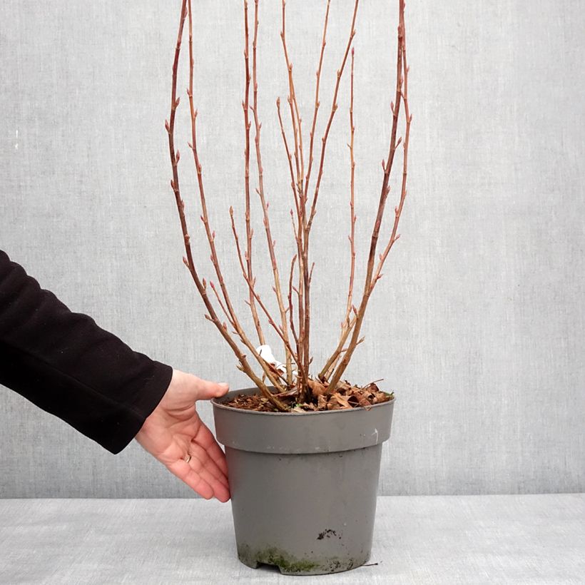 Spécimen de Ribes sanguineum Amore - Groseillier à fleurs Pot de 4L/5L tel que livré en hiver