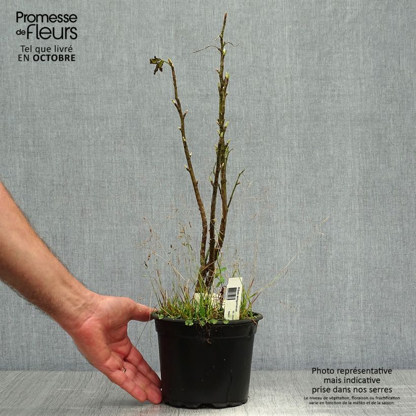 Spécimen de Ribes sanguineum - Cassis-fleur Pot de 3L/4L tel que livré en automne
