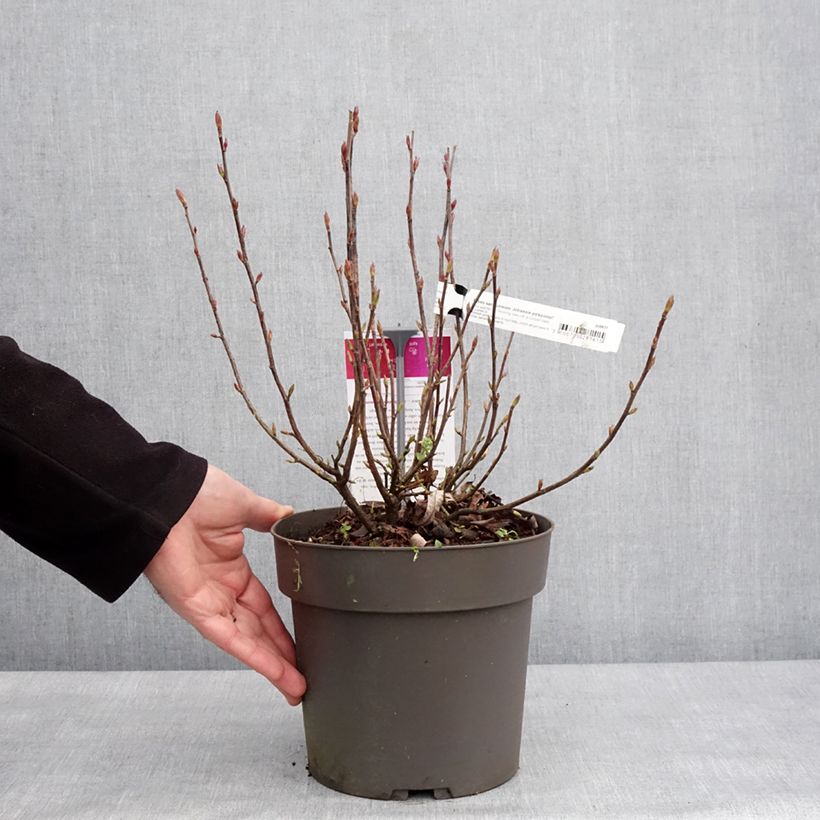 Spécimen de Ribes sanguineum Johannie PinkPomp - Groseillier à fleurs Pot de 4L/5L tel que livré en hiver