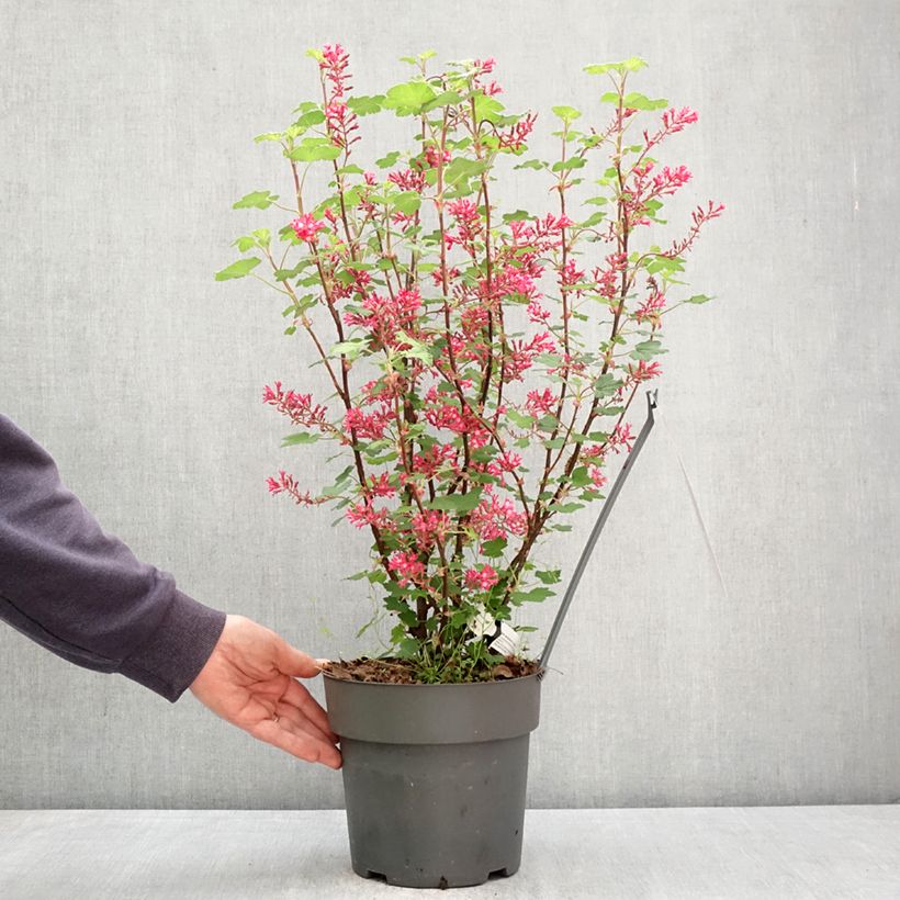 Spécimen de Ribes sanguineum Johannie PinkPomp - Groseillier à fleurs Pot de 4L/5L tel que livré au printemps