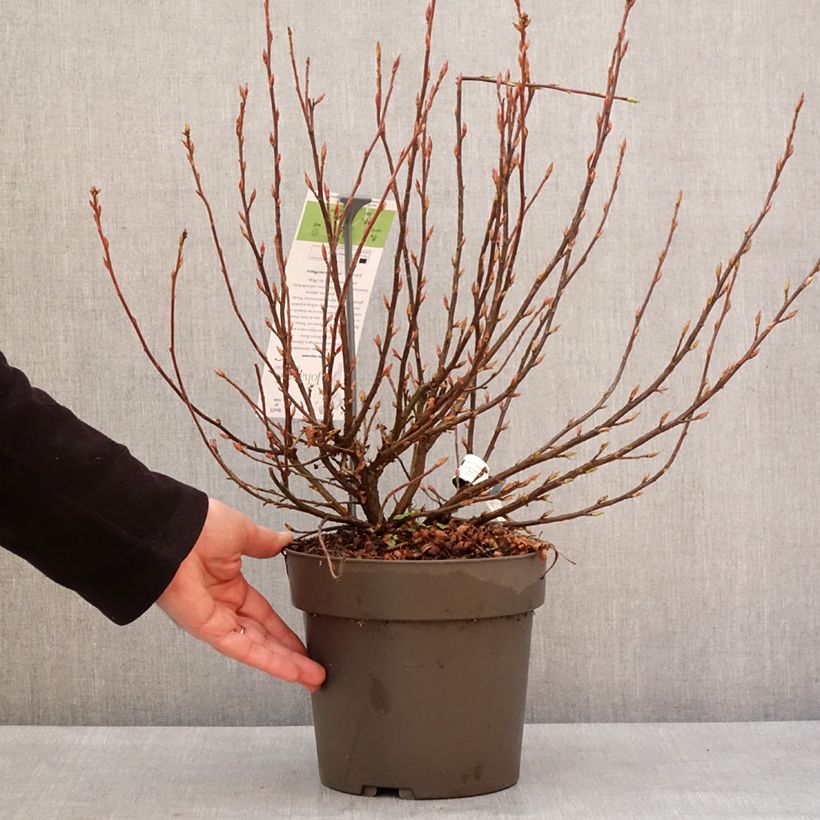 Spécimen de Ribes sanguineum Johannie Whitenow! - Groseillier à fleurs Pot de 4L/5L tel que livré en hiver