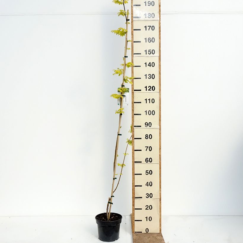 Spécimen de Robinia pseudoacacia Altdorf - Robinier faux acacia doré Pot de 4L/5L tel que livré au printemps