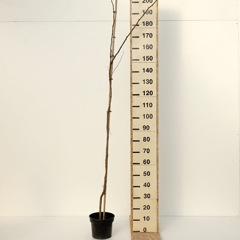 Spécimen de Robinia pseudoacacia Altdorf - Robinier faux acacia doré Pot de 4L/5L tel que livré en hiver