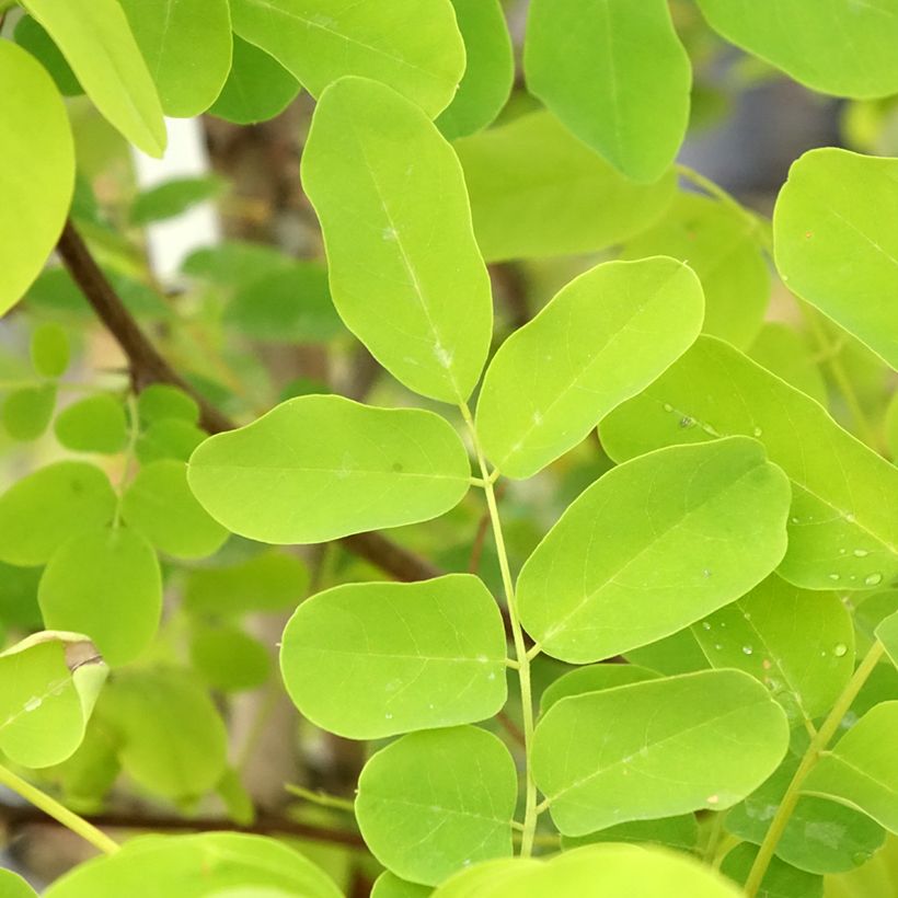 Robinia pseudoacacia Coluteoides - Robinier faux acacia (Foliage)
