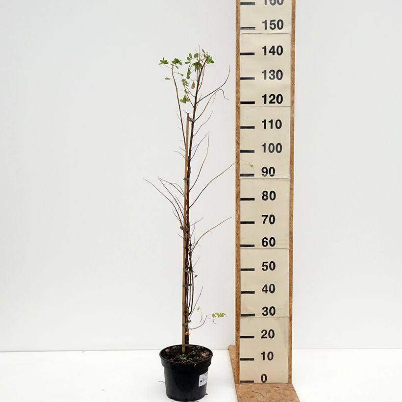Spécimen de Robinia pseudoacacia Coluteoides - Robinier faux acacia Pot de 4L/5L, Greffé tel que livré en automne