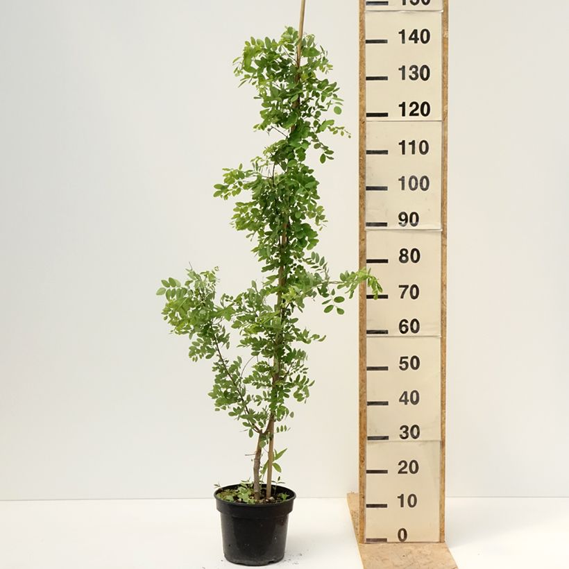 Example of Robinia pseudoacacia Coluteoides - Robinier faux acacia Pot de 4L/5L, Greffé as you get in printemps