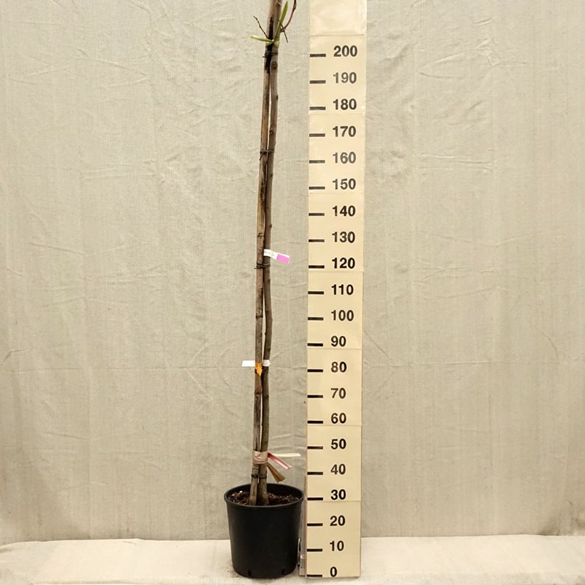 Spécimen de Robinia pseudoacacia Frisia - Robinier doré  Pot de 12L/15L, Baliveau tel que livré au printemps