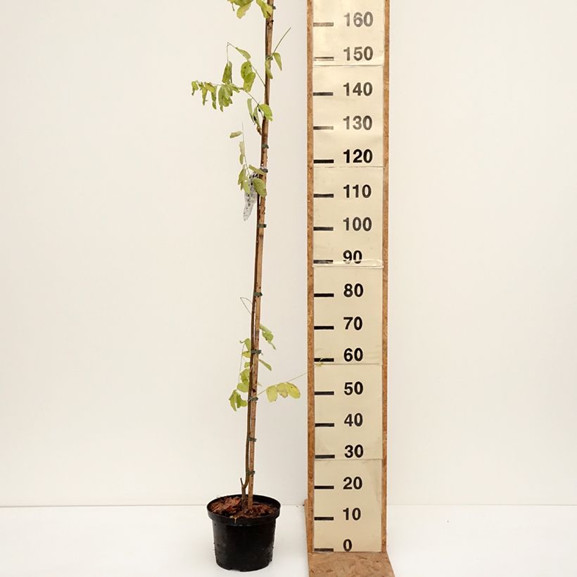 Spécimen de Robinia pseudoacacia Frisia - Robinier doré  Pot de 4L/5L tel que livré en automne
