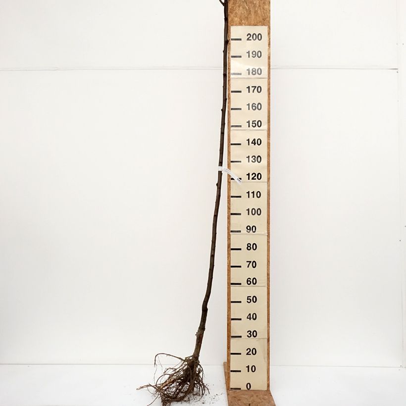 Spécimen de Robinia pseudoacacia Frisia - Robinier doré  Racines nues, Tige, Tige 6/8 tel que livré en hiver