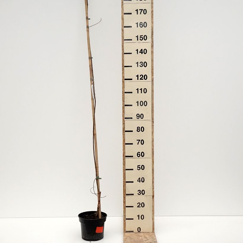 Example of Robinia pseudoacacia Karolina Zamoyska - Robinier panaché Pot de 4L/5L as you get in hiver