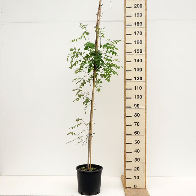 Spécimen de Robinia pseudoacacia Twisty Baby - Acacia nain tortueux. Pot de 7,5L/10L tel que livré au printemps