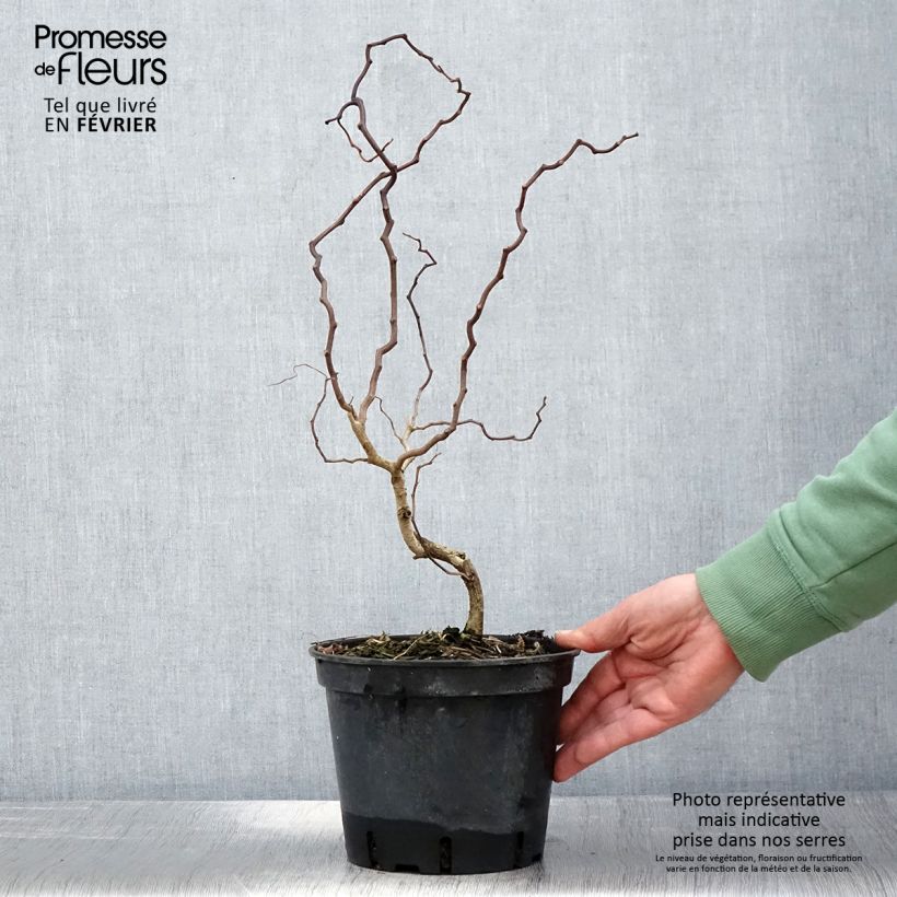 Spécimen de Robinia pseudoacacia Twisty Baby - Acacia nain tortueux. Pot de 3L/4L tel que livré en hiver