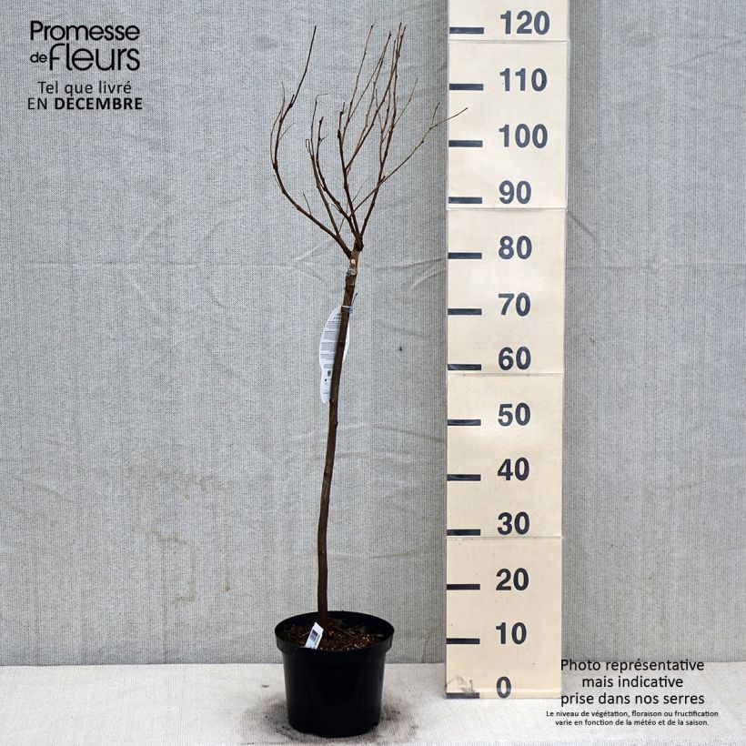 Spécimen de Robinia pseudoacacia Umbraculifera - Acacia boule. Pot de 4L/5L, Demi-Tige tel que livré en automne