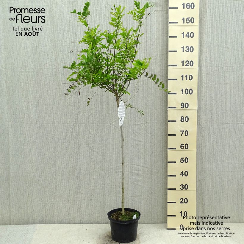 Spécimen de Robinia pseudoacacia Umbraculifera - Acacia boule. Pot de 4L/5L, Demi-Tige, 1/2 Tige. tel que livré en été
