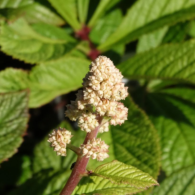 Rodgersia henrici (Floraison)