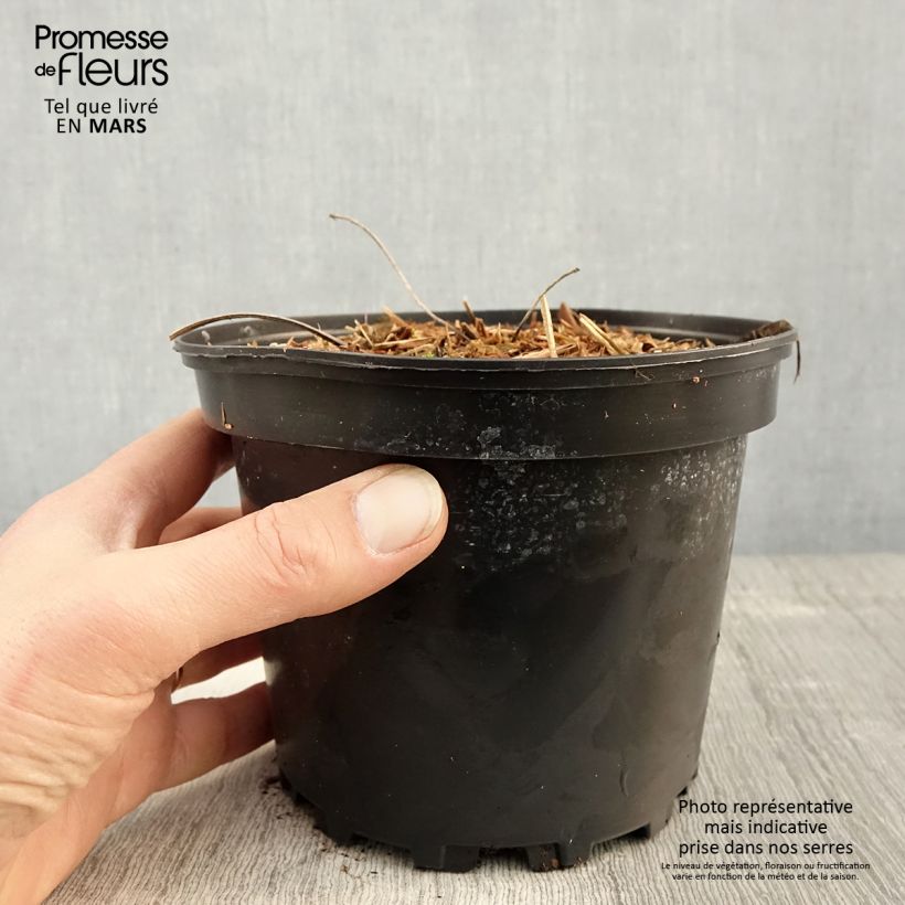 Spécimen de Rodgersia pinnata Pot de 1,5L/2L tel que livré au printemps