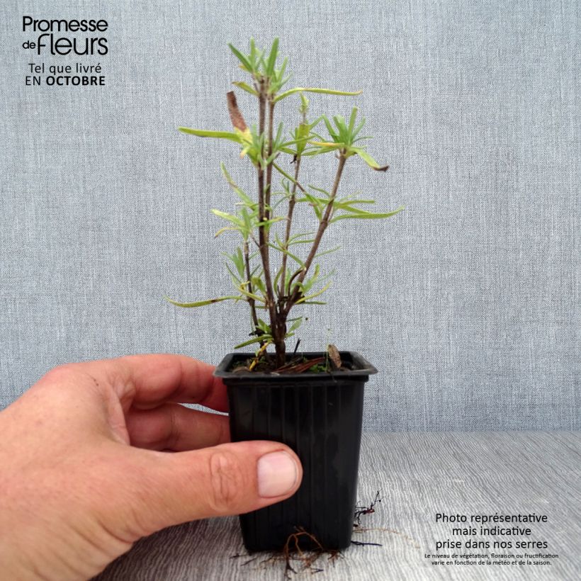 Spécimen de Romarin officinal - Rosmarinus officinalis Godet de 7/8 cm tel que livré en automne