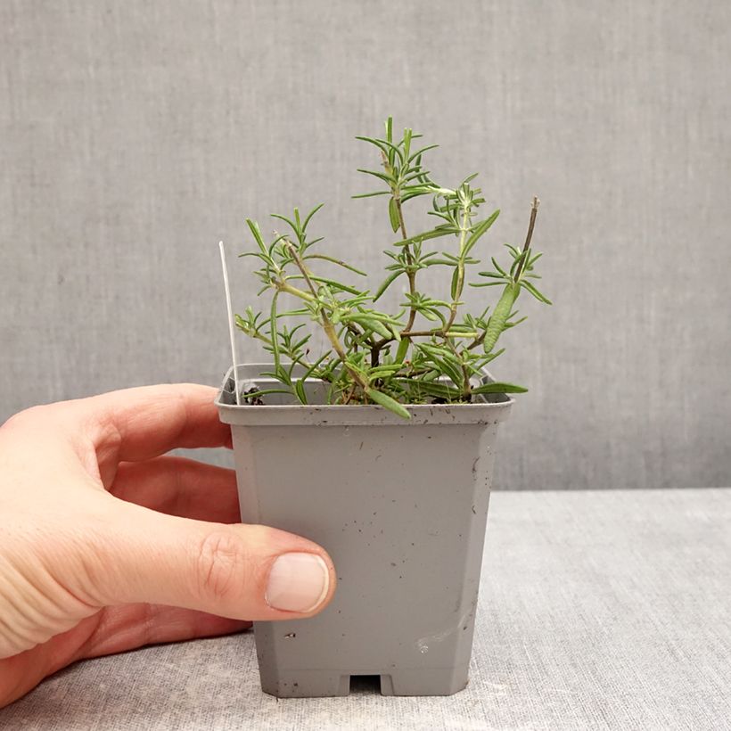 Spécimen de Romarin rampant - Rosmarinus officinalis Capri Godet de 8/9 cm tel que livré en hiver