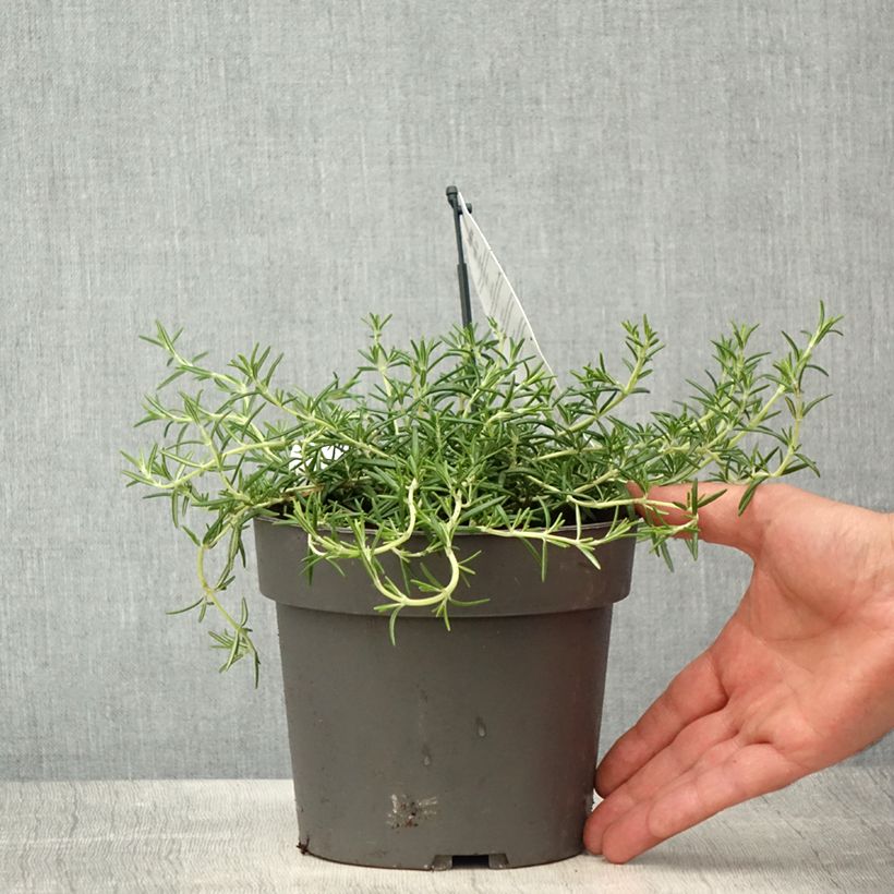 Spécimen de Romarin rampant - Rosmarinus officinalis Capri Pot de 2L/3L tel que livré au printemps