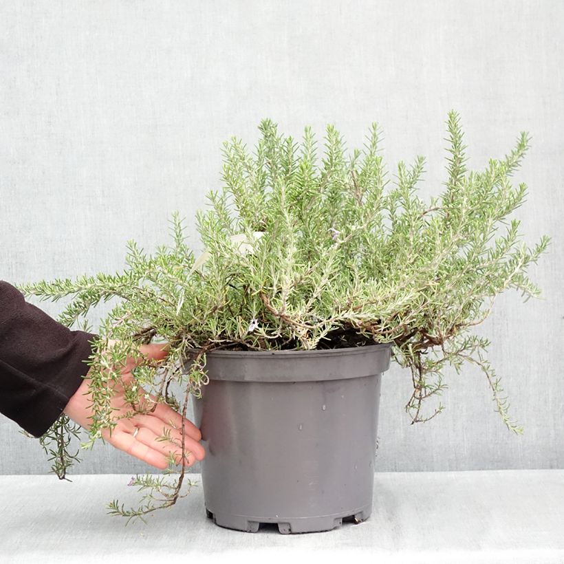 Spécimen de Romarin rampant - Rosmarinus officinalis Prostratus Pot de 3L/4L tel que livré en automne