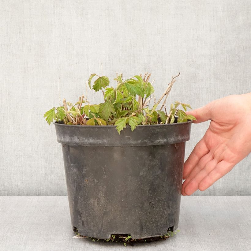 Spécimen de Ronce bleue - Rubus caesius Pot de 4L/5L, Touffe tel que livré au printemps