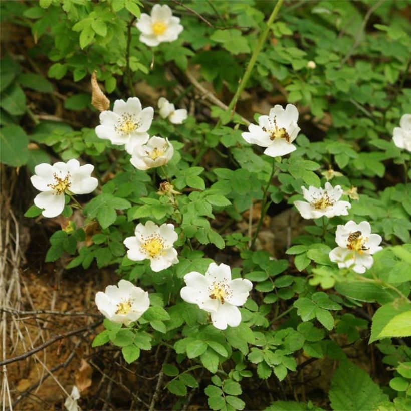 Rosier des champs - Rosa arvensis (Flowering)
