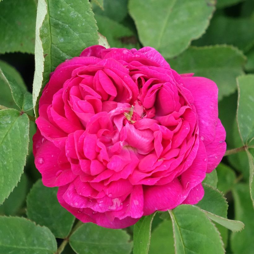 Rosier ancien Rose de Rescht (Floraison)