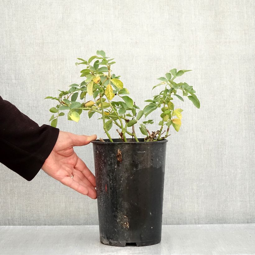 Spécimen de Rosa Kosmos Pot de 4L/5L tel que livré en automne
