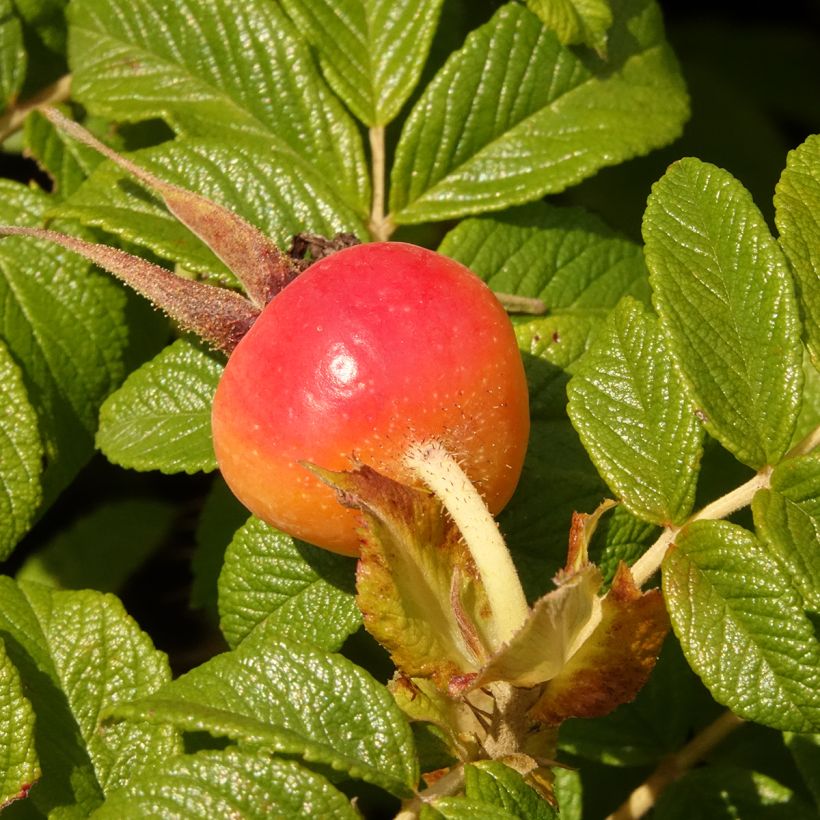 Rosa rugosa Angelia Purple (Récolte)