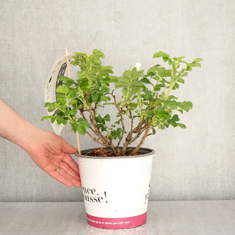 Spécimen de Rosa rugosa Angelia White Pot de 4L/5L tel que livré au printemps