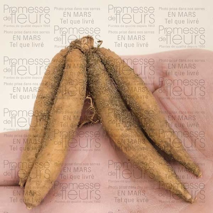 Exemple de spécimen de Roscoea beesiana Alba   Bulbe calibre I tel que livré