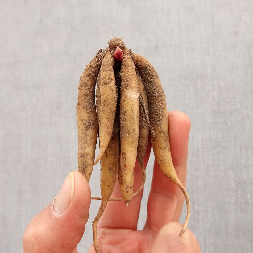 Spécimen de Roscoea beesiana Bulbe calibre I tel que livré au printemps