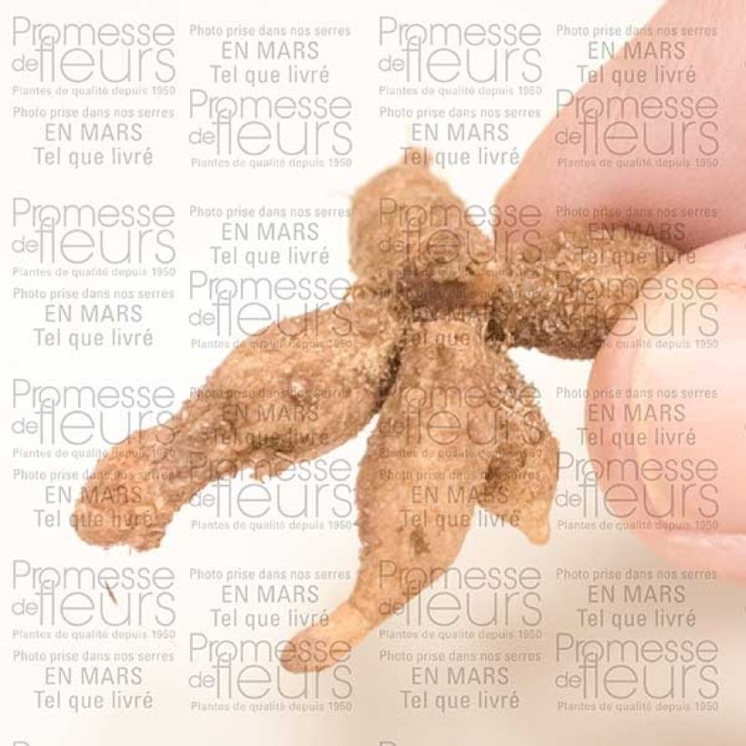 Exemple de spécimen de Roscoea cautleyoides Bulbe calibre I tel que livré