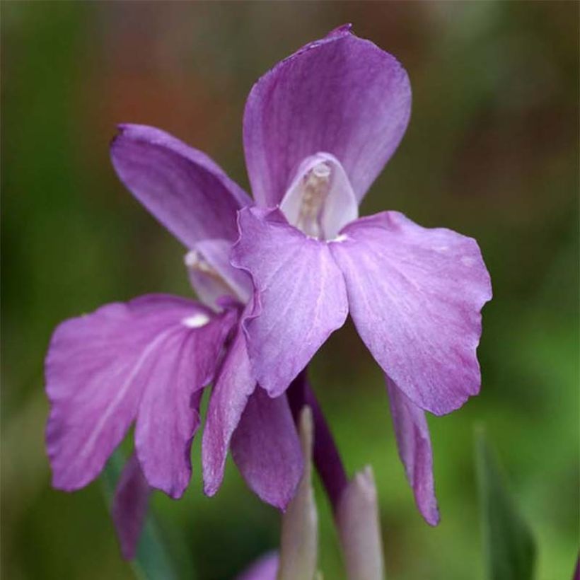 Roscoea humeana - Gingembre orchidée   (Flowering)