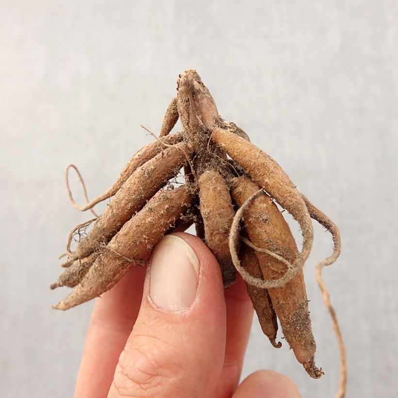 Example of Roscoea purpurea Bulbe calibre I as you get in printemps