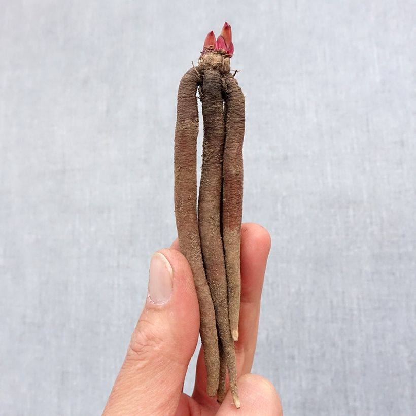 Example of Roscoea purpurea Spice Island Bulbe calibre I as you get in printemps