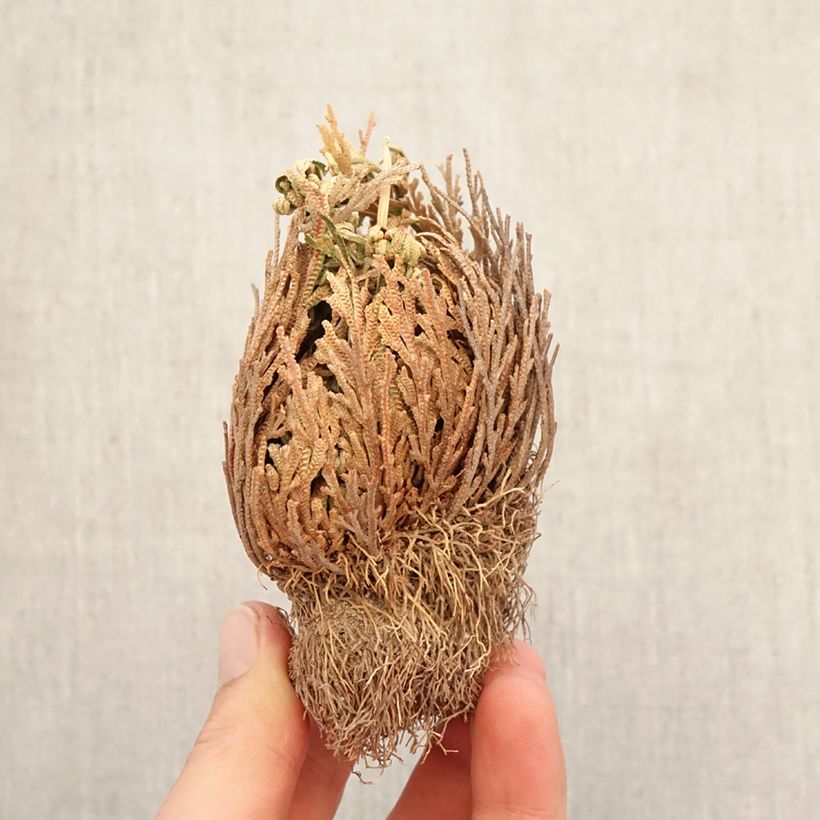 Spécimen de Rose de Jericho - Selaginella lepidophylla Racines nues tel que livré en hiver
