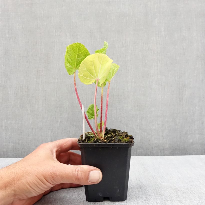 Spécimen de Rose trémière - Alcea rosea Chater's Double Jaune Godet de 7/8 cm tel que livré au printemps