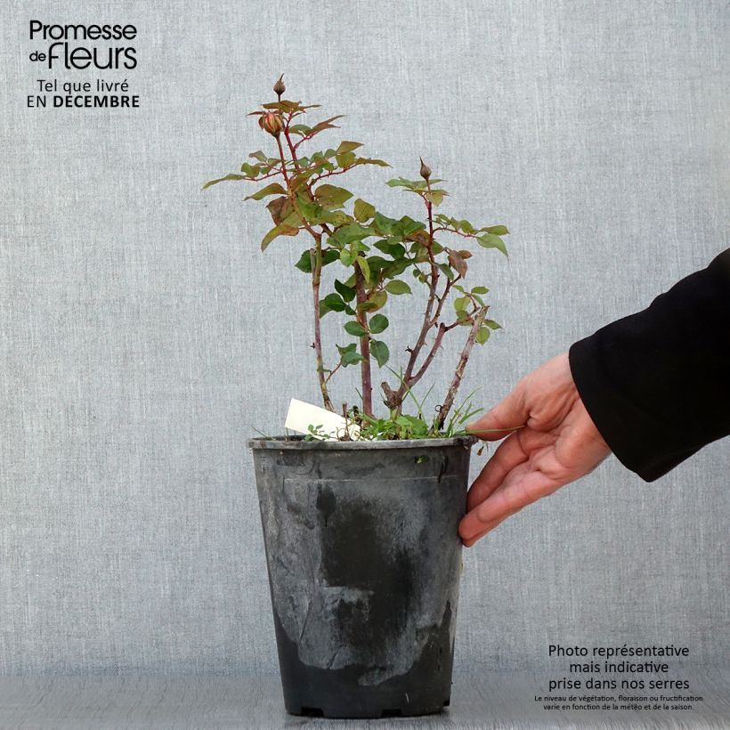 Spécimen de Rosier à fleurs groupées Abbatiale de Pontigny Pot de 4L/5L tel que livré en automne