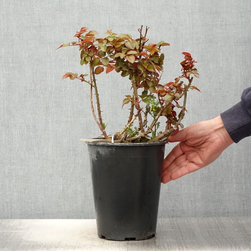 Spécimen de Rosier à fleurs groupées Abbatiale de Pontigny Pot de 4L/5L tel que livré au printemps