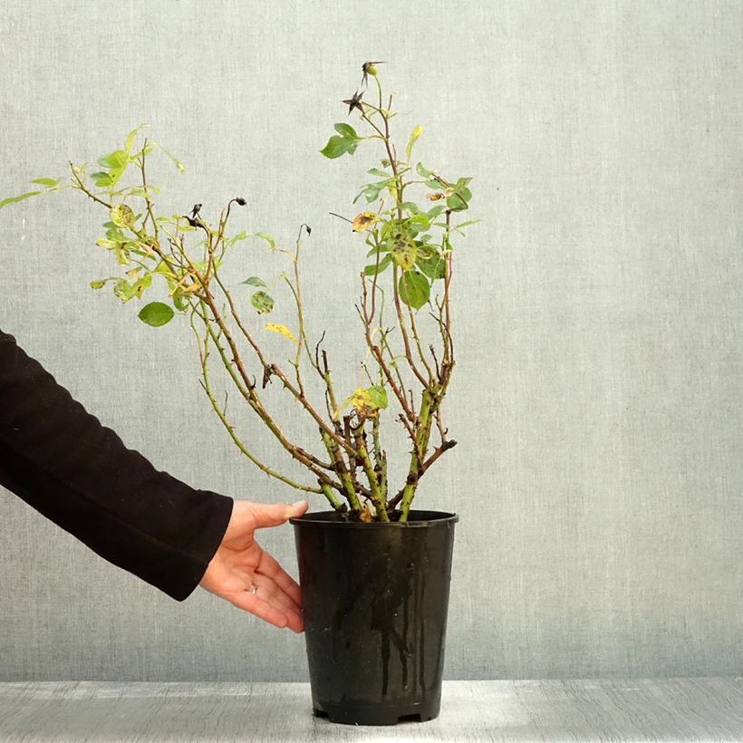 Spécimen de Rosier à fleurs groupées Alain Pot de 4L/5L tel que livré en automne