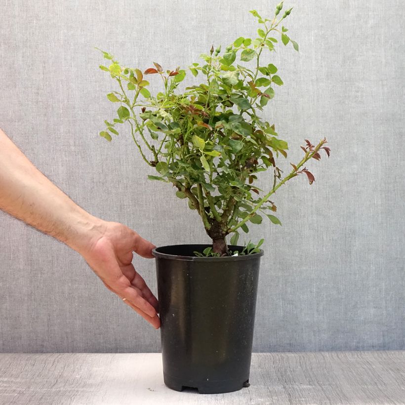 Spécimen de Rosier à fleurs groupées Alain Pot de 4L/5L tel que livré en été