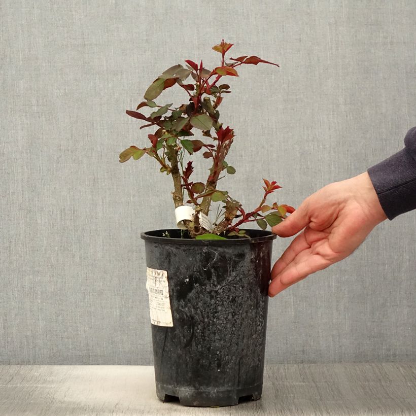 Spécimen de Rosier à fleurs groupées Aline Mayrisch Rose Pot de 4L/5L tel que livré au printemps