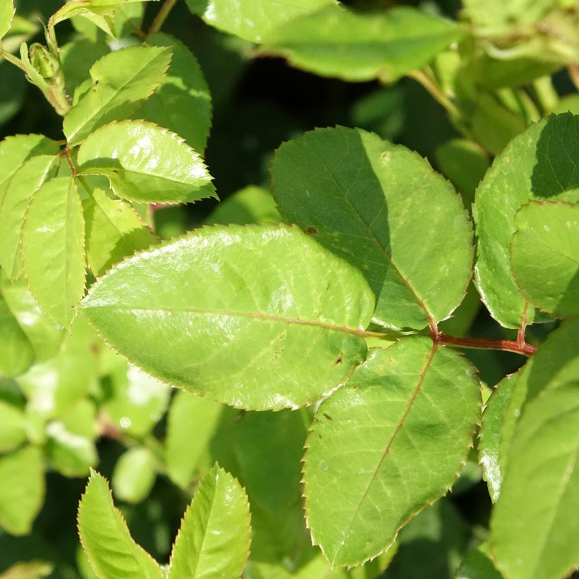 Rosier à fleurs groupées Yellow MEILOVE ® (ANNY DUPEREY ® Meitongas) (Feuillage)