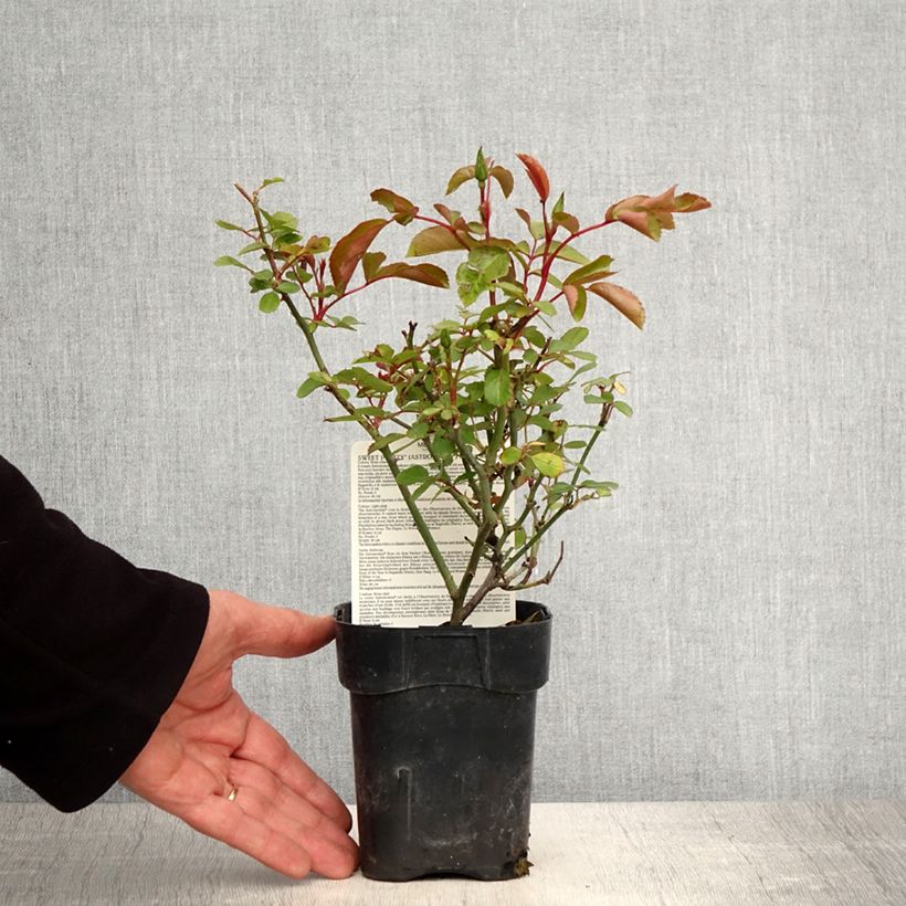 Spécimen de Rosier à fleurs groupées Astronomia Pot de 10 cm/11cm, Issu de bouture tel que livré au printemps