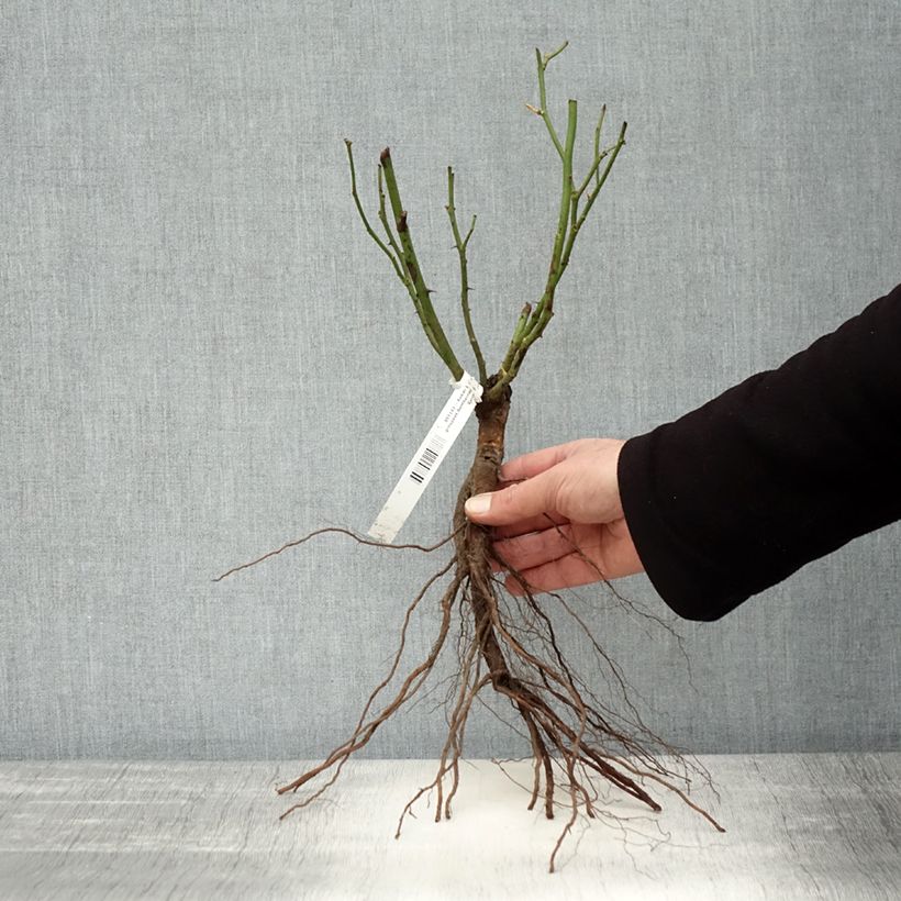 Spécimen de Rosier à fleurs groupées Bentheimer Gold Racines nues tel que livré en hiver