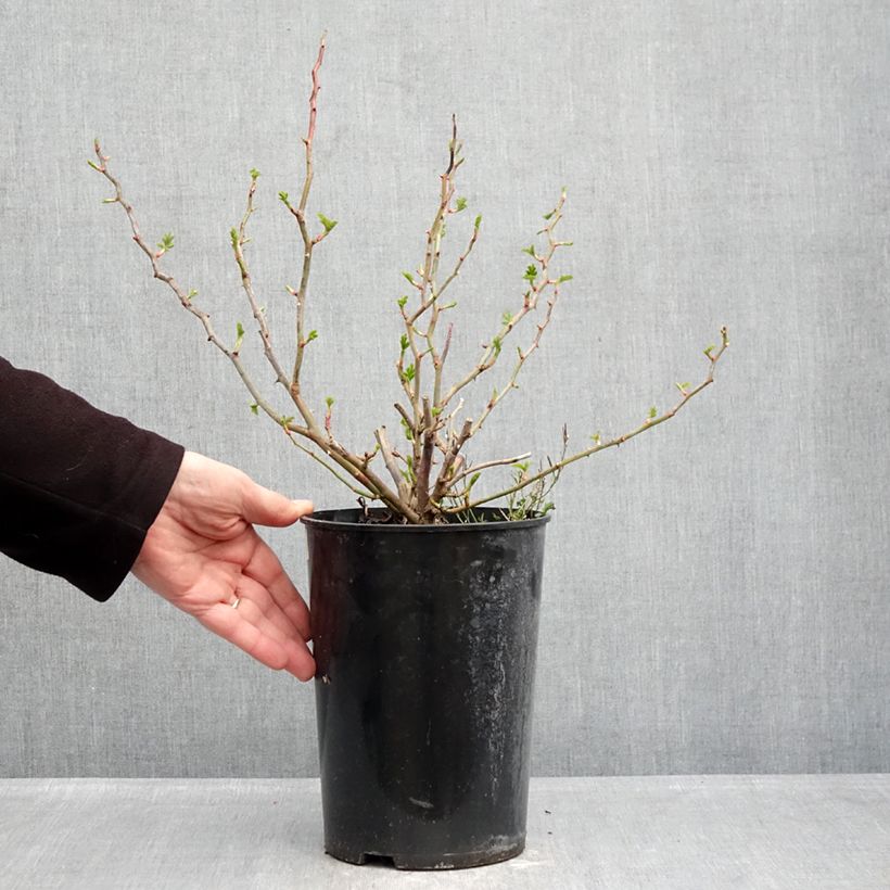 Spécimen de Rosier à fleurs groupées Blue Eyes Pot de 4L/5L tel que livré en hiver