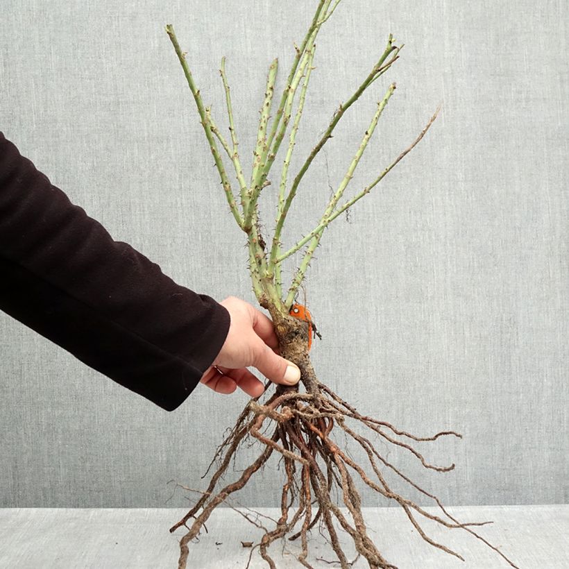Spécimen de Rosier à fleurs groupées Bluebell Racines nues tel que livré en hiver