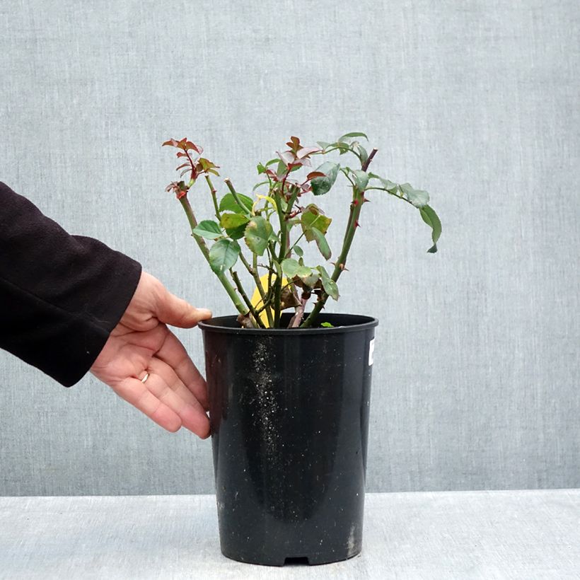 Spécimen de Rosier à fleurs groupées Bordeaux Pot de 4L/5L tel que livré en automne