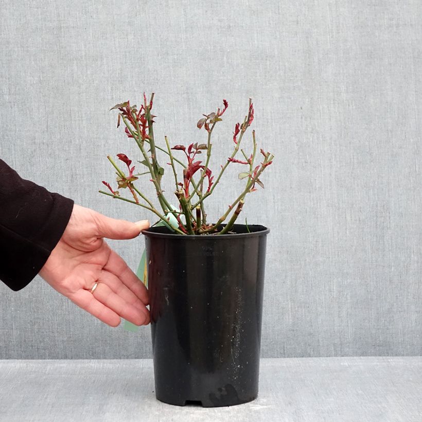 Spécimen de Rosier à fleurs groupées Bordeaux Pot de 4L/5L tel que livré en hiver